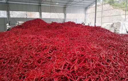 辣椒加工基地辣椒收購(gòu)工作接近尾聲