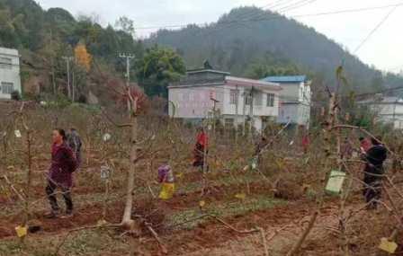 富硒黃桃基地施肥作業(yè)