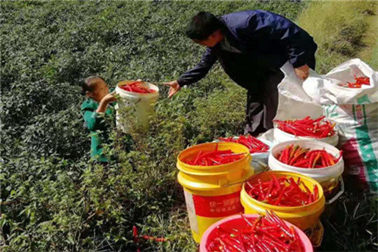 辣椒收起來 鄉(xiāng)親樂開懷