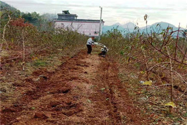 富硒黃桃基地施肥作業(yè)