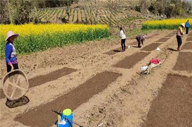 2021全縣辣椒基地育苗工作陸續(xù)展開