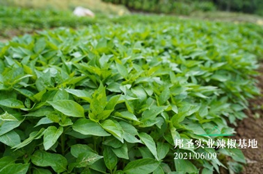 2021年辣椒苗移栽工作有序完成