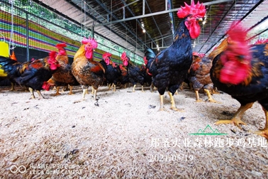 森林跑步雞雞場擴(kuò)建工程全部完工