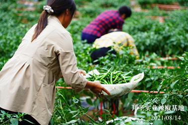 2021年辣椒已經(jīng)開始采摘