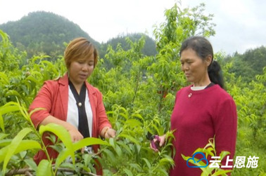 5年建成全州規(guī)模最大黃桃基地
