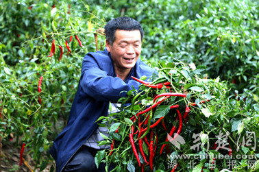 建始“創(chuàng)業(yè)夫妻檔” 辣椒映紅脫貧路