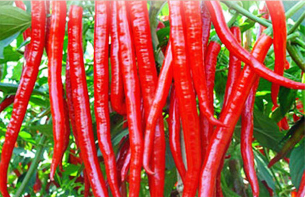 青-紅線椒